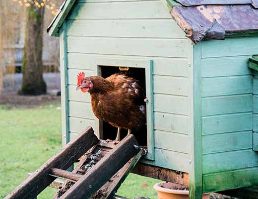 A Friendly, Beginners Guide to Keeping Backyard Chickens