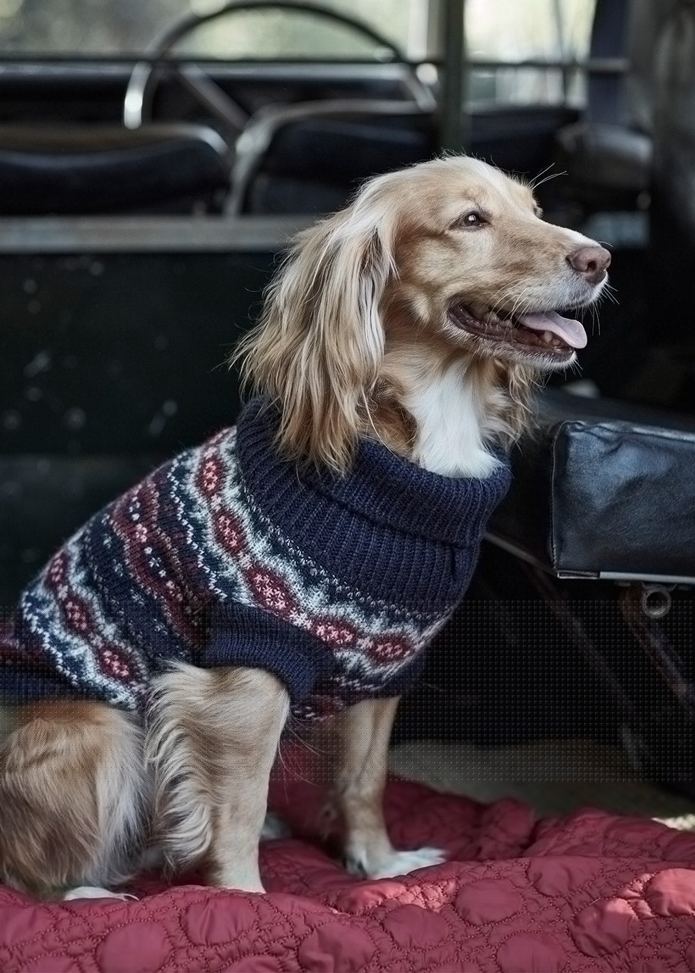 Case Fairisle Dog Jumper - Blue Granite - 3