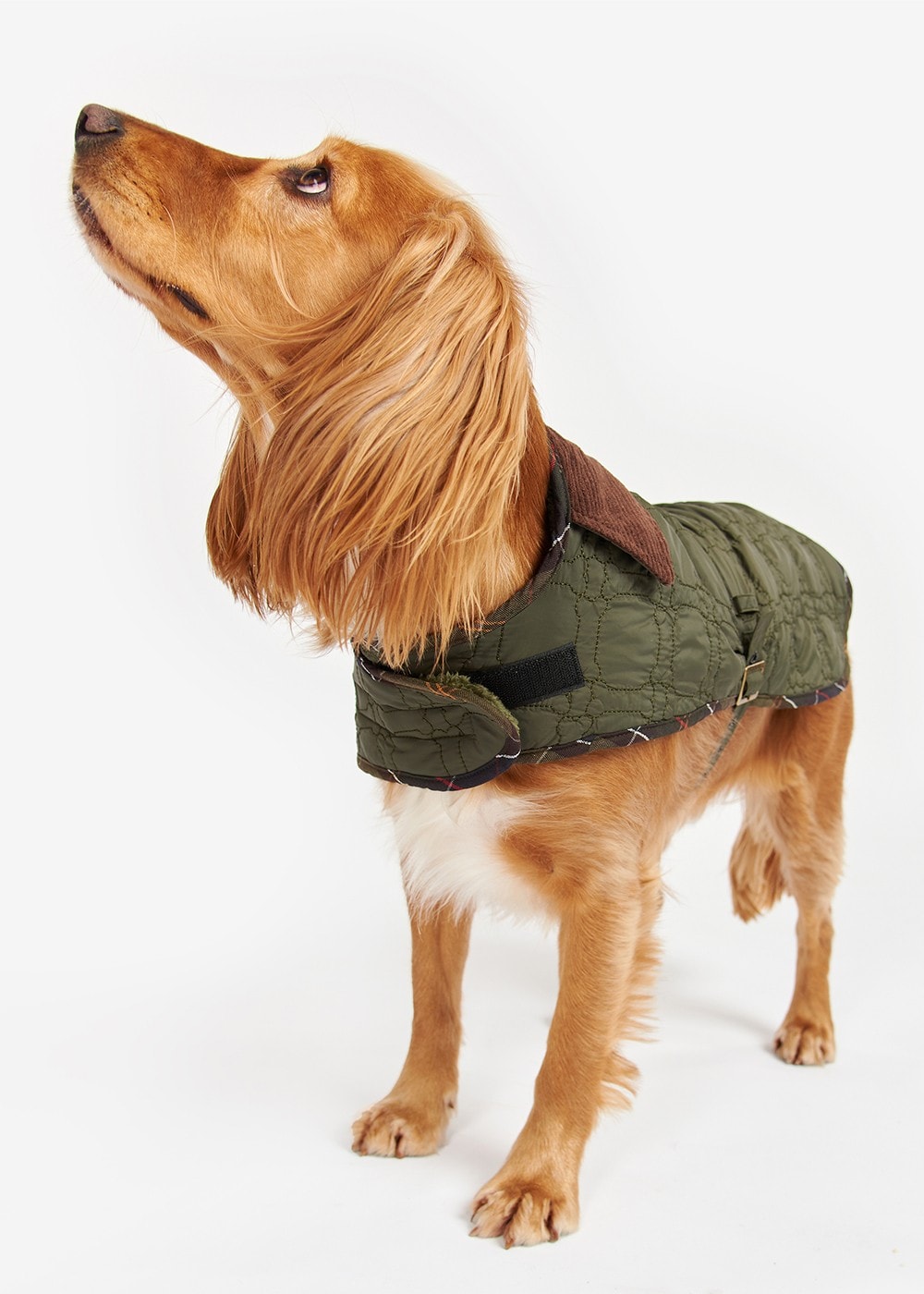 Bone Quilted Dog Coat - Dark Olive - 7