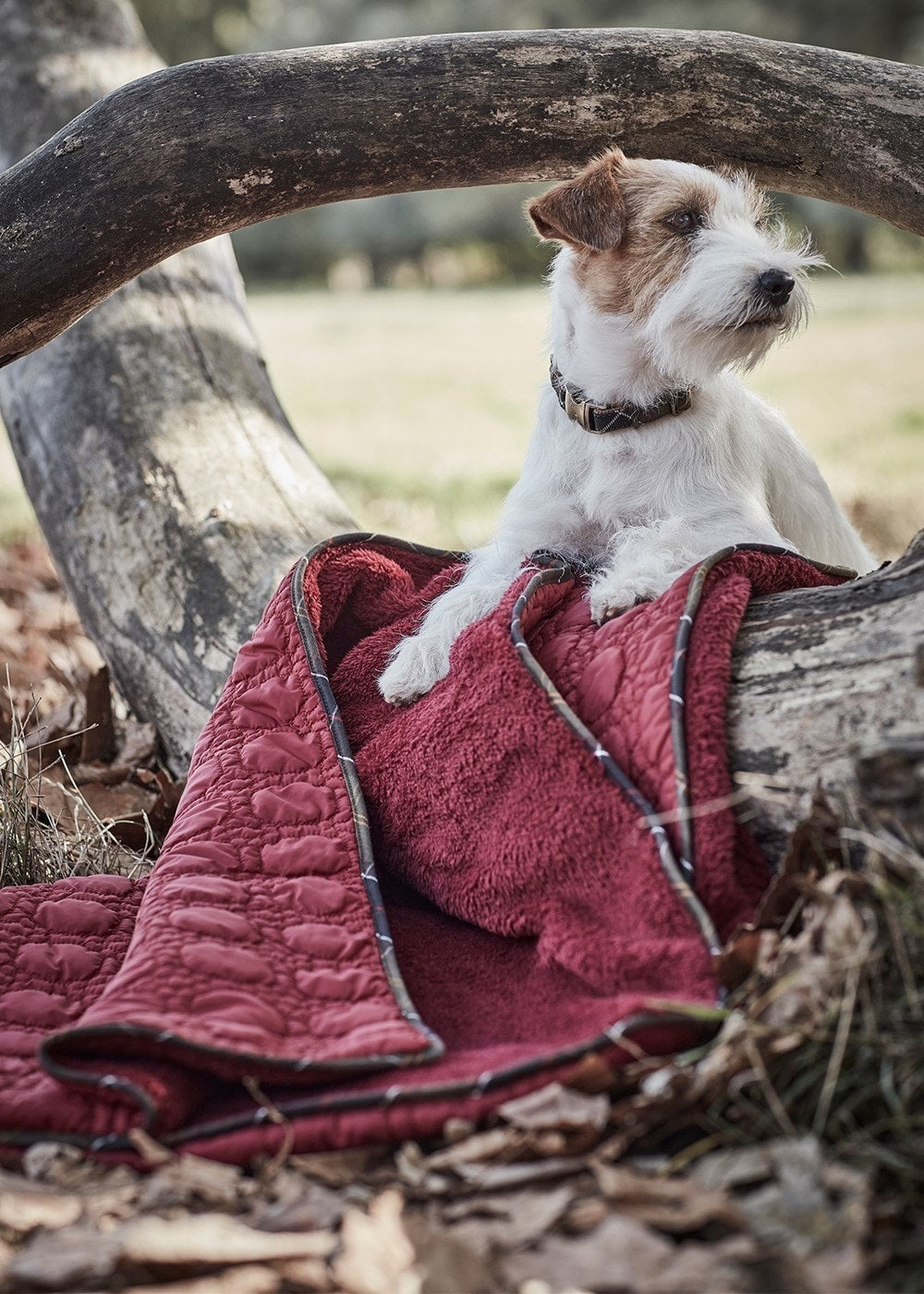 Dog Bone Quilted Blanket - Cranberry - 1