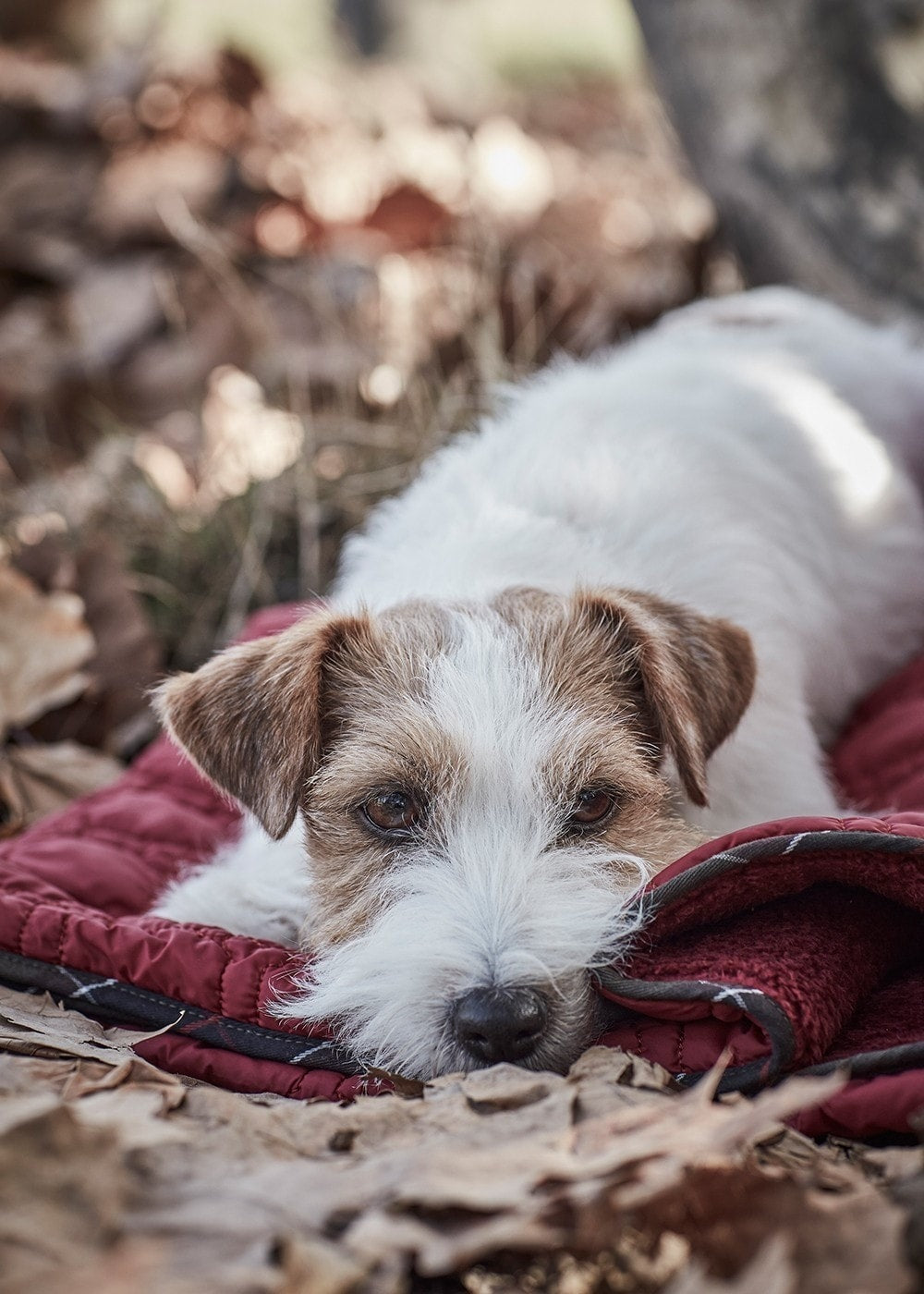 Dog Bone Quilted Blanket - Cranberry - 2